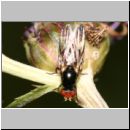 Seioptera vibrans - Schmuckfliege 03 6mm.jpg